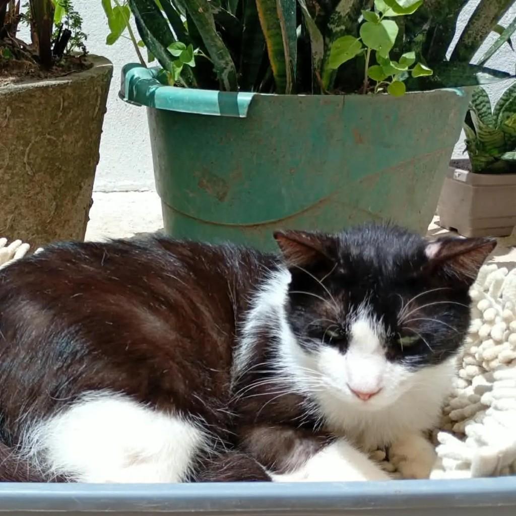 Wolverine, gato de porte médio para adoção em Ananindeua - PA