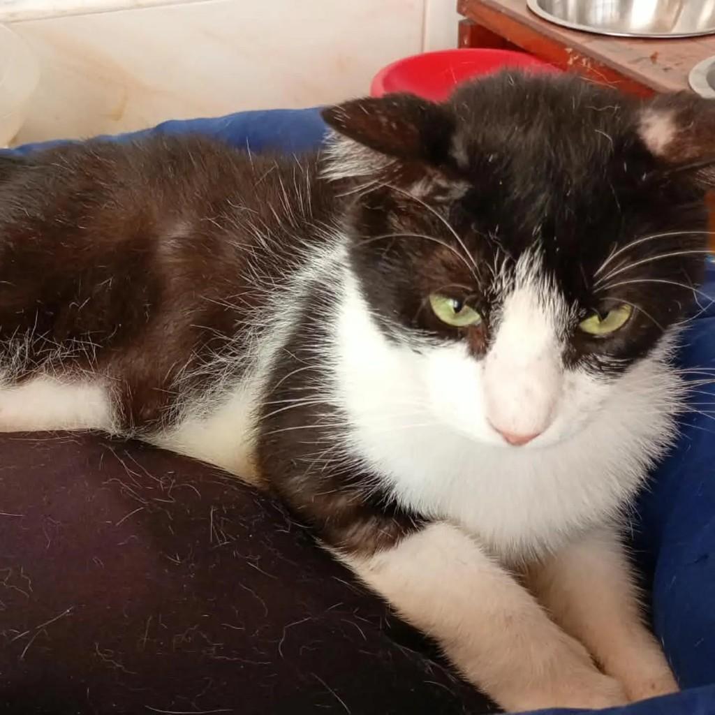 Wolverine, gato de porte médio para adoção em Ananindeua - PA — foto 2 de 3
