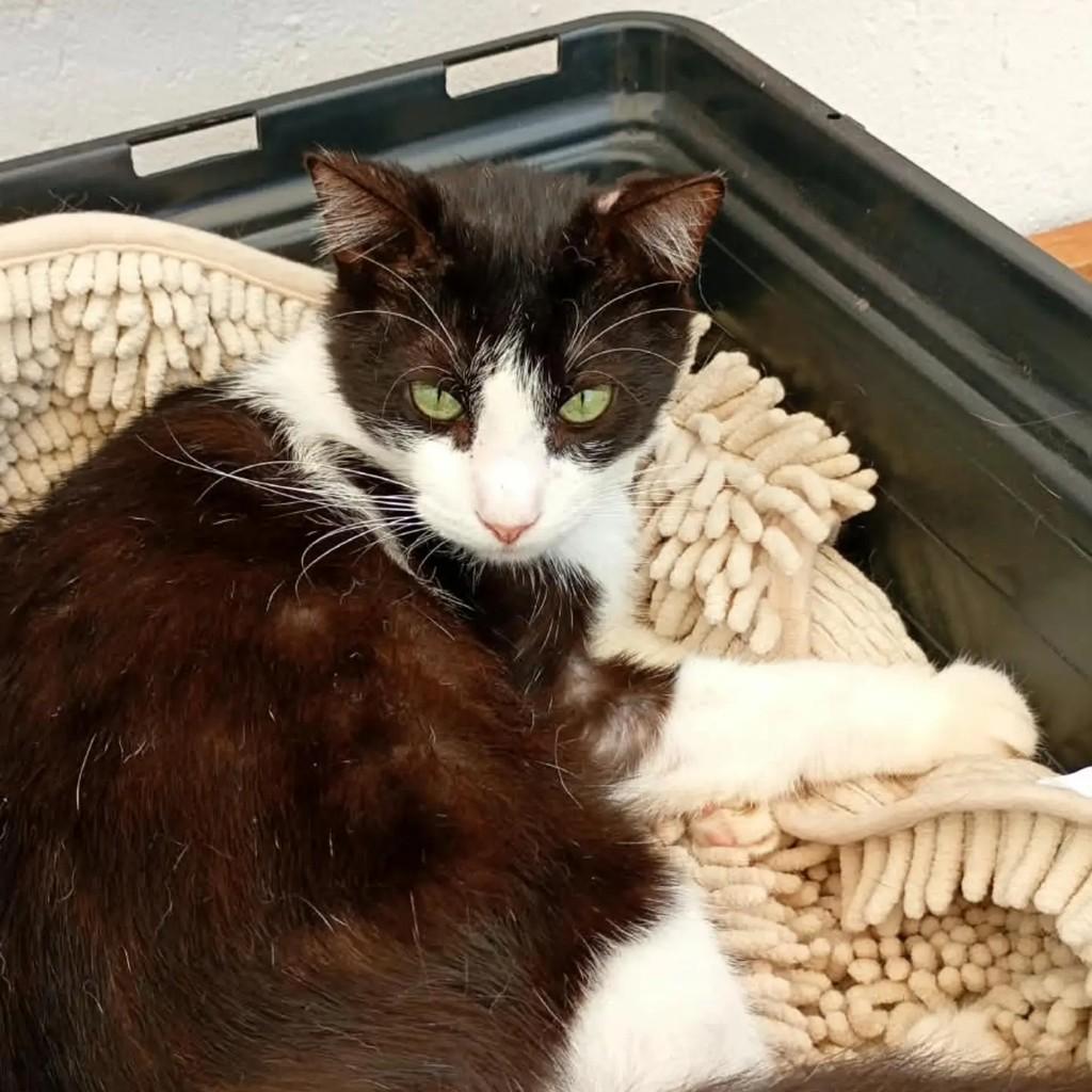 Wolverine, gato de porte médio para adoção em Ananindeua - PA — foto 3 de 3