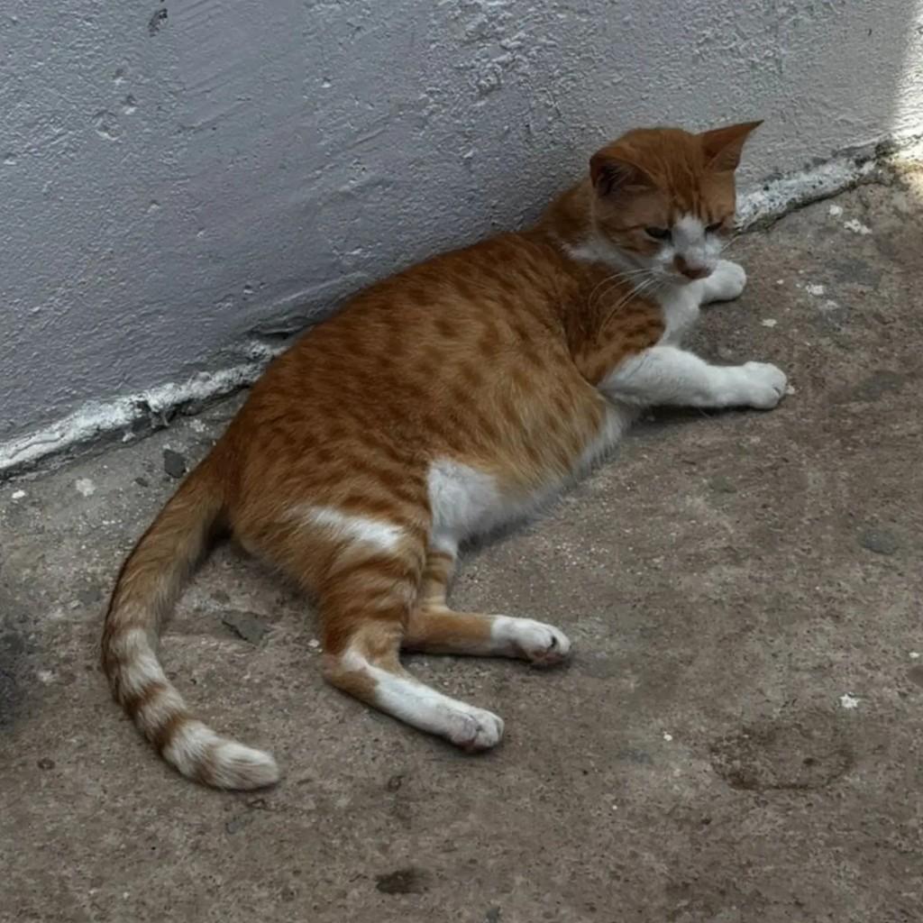 Bolt, gato de porte médio para adoção em Ananindeua - PA