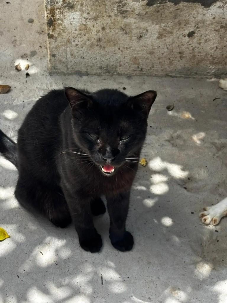 Ebano, gato de porte grande para adoção em Ananindeua - PA