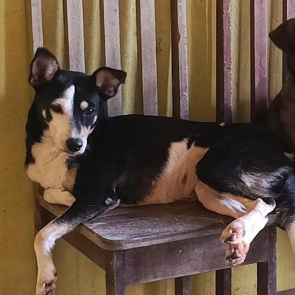 Mel, cachorro de porte médio para adoção em Ananindeua - PA