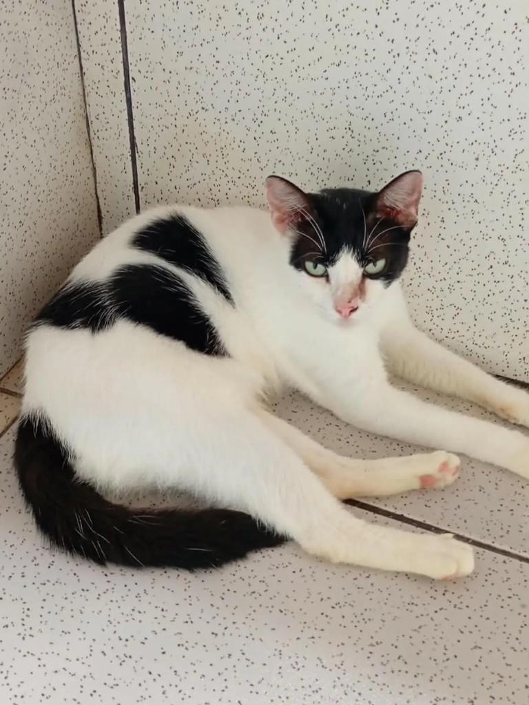 Sara, gato de porte pequeno para adoção em Ananindeua - PA