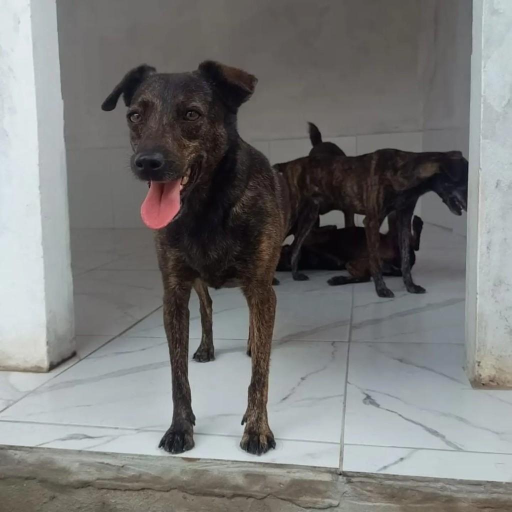 José, cachorro de porte médio para adoção em Ananindeua - PA