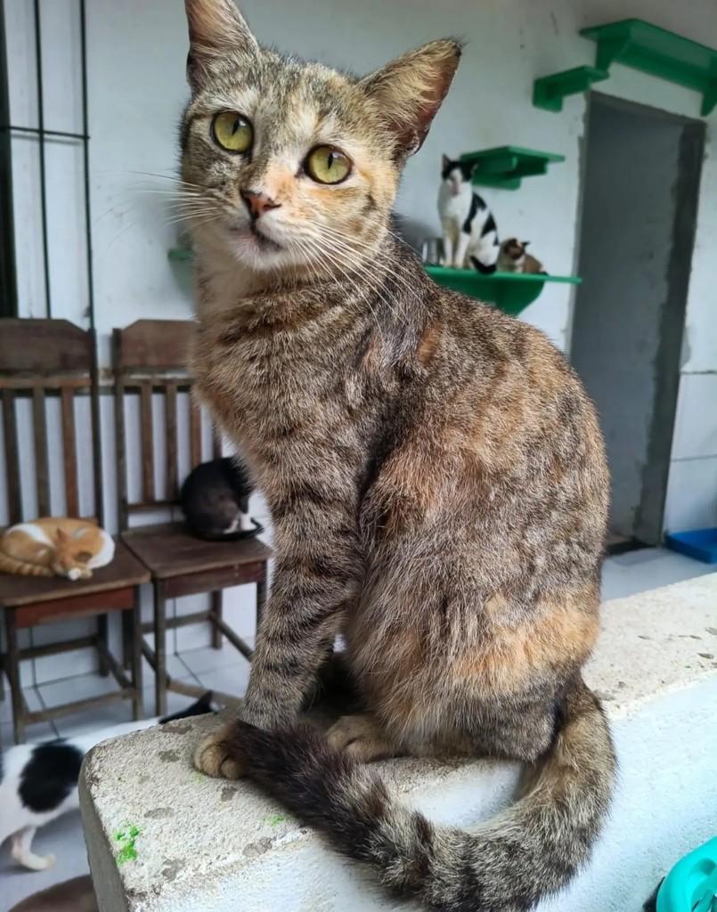 Maracá, gata de porte pequeno para adoção em Ananindeua - PA