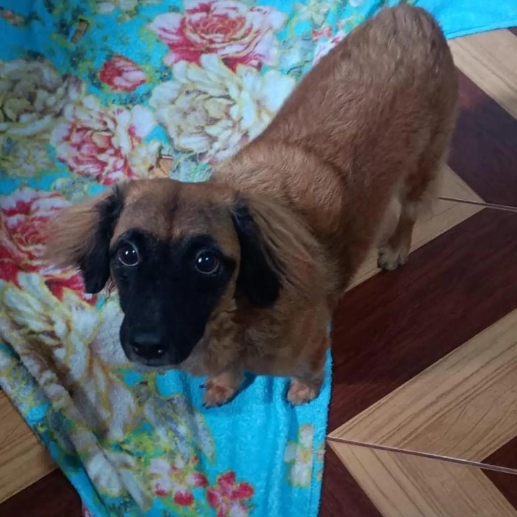 Cara Preta, cachorro de porte pequeno para adoção em Ananindeua - PA