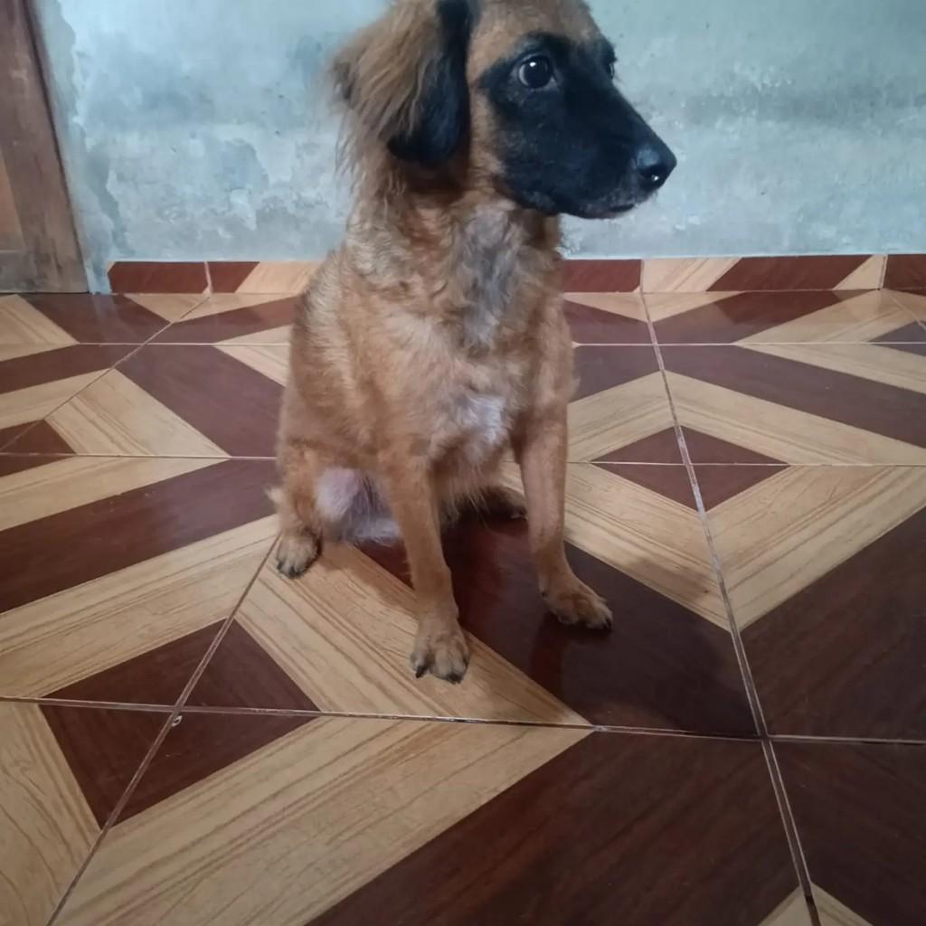 Cara Preta, cachorro de porte pequeno para adoção em Ananindeua - PA — foto 2 de 2