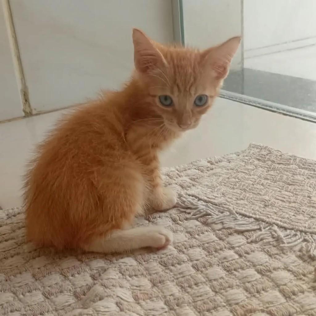 Chimbinha, gato de porte pequeno para adoção em Ananindeua - PA
