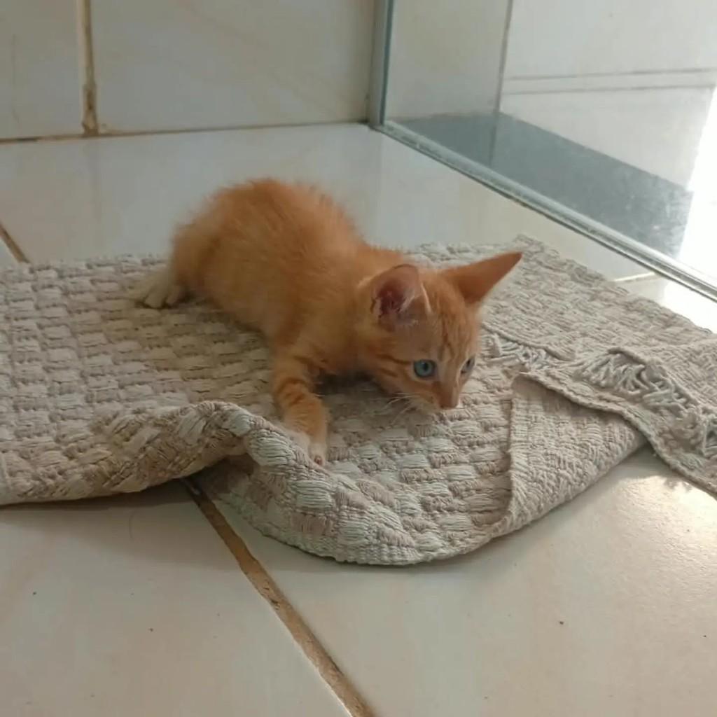 Chimbinha, gato de porte pequeno para adoção em Ananindeua - PA — foto 2 de 2