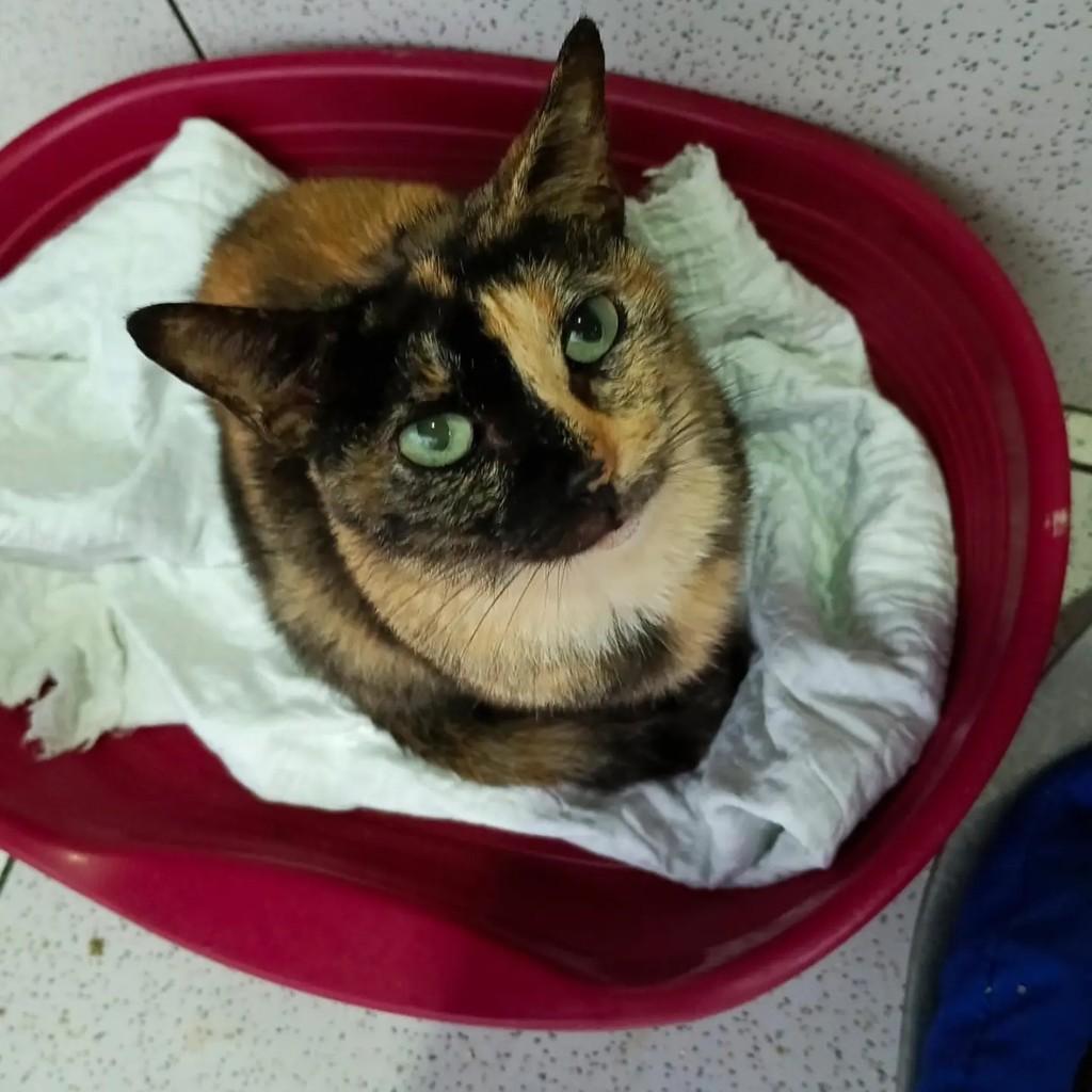 Safira, gata de porte pequeno para adoção em Ananindeua - PA