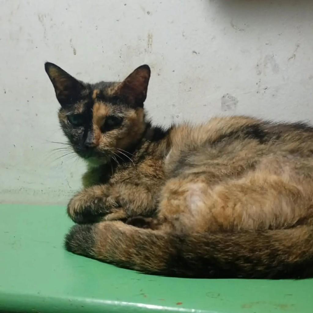 Safira, gata de porte pequeno para adoção em Ananindeua - PA — foto 2 de 2