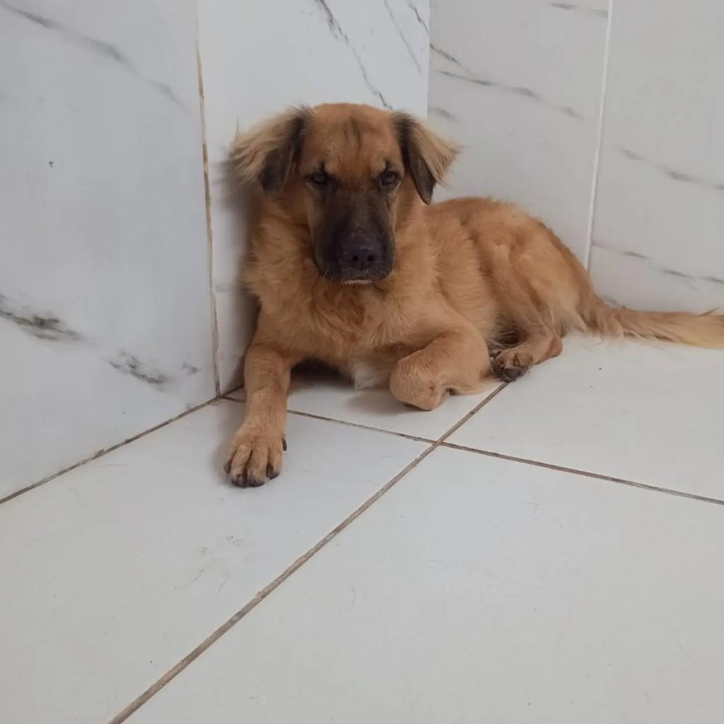 Dam, cachorro de porte médio para adoção em Ananindeua - PA
