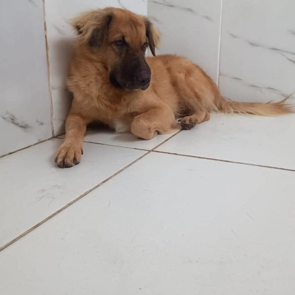 Dam, cachorro de porte médio para adoção em Ananindeua - PA — foto 2 de 2