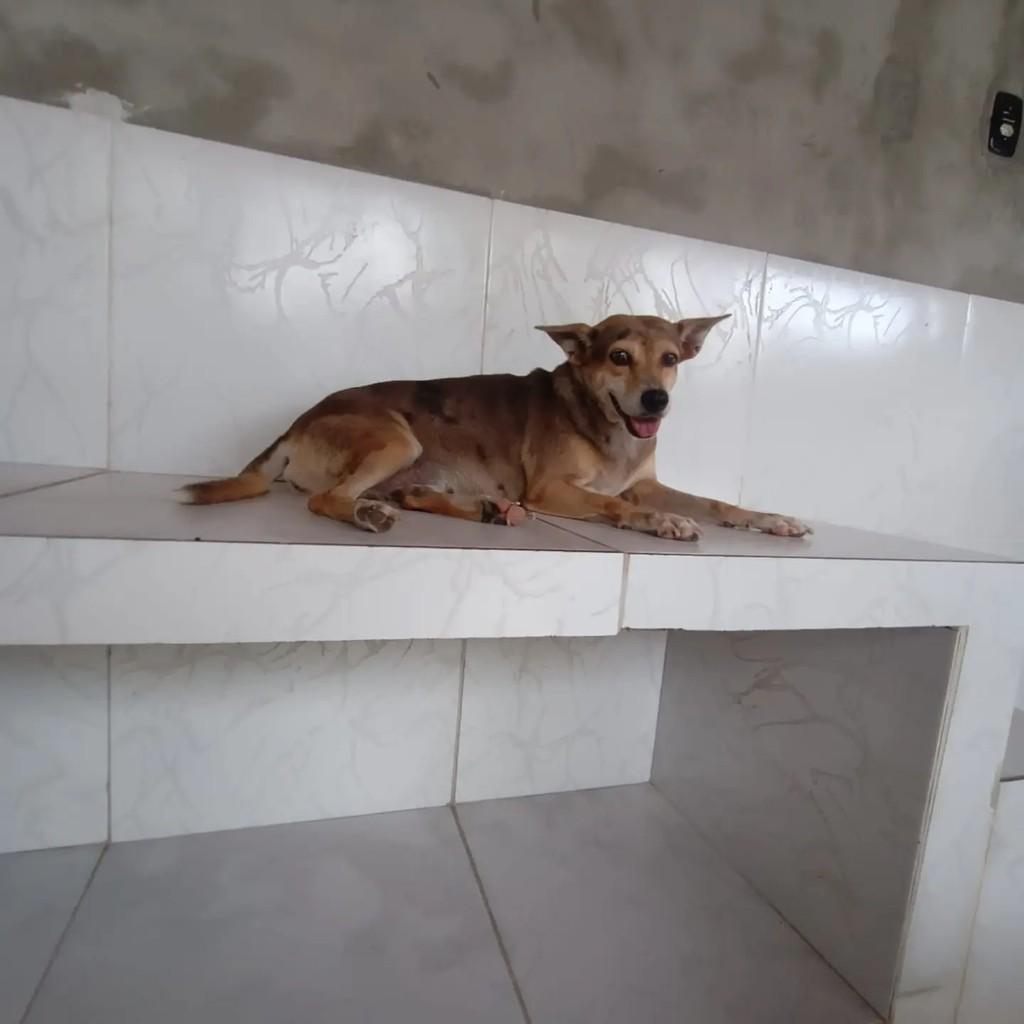 Moleca, cadela de porte pequeno para adoção em Ananindeua - PA