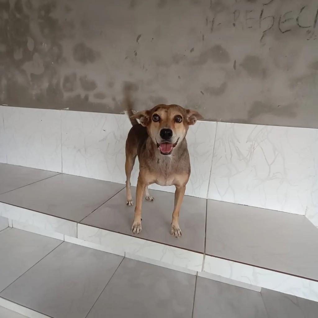 Moleca, cadela de porte pequeno para adoção em Ananindeua - PA — foto 2 de 4