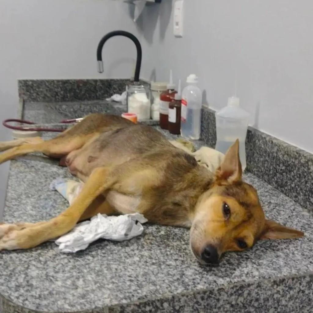 Moleca, cadela de porte pequeno para adoção em Ananindeua - PA — foto 3 de 4