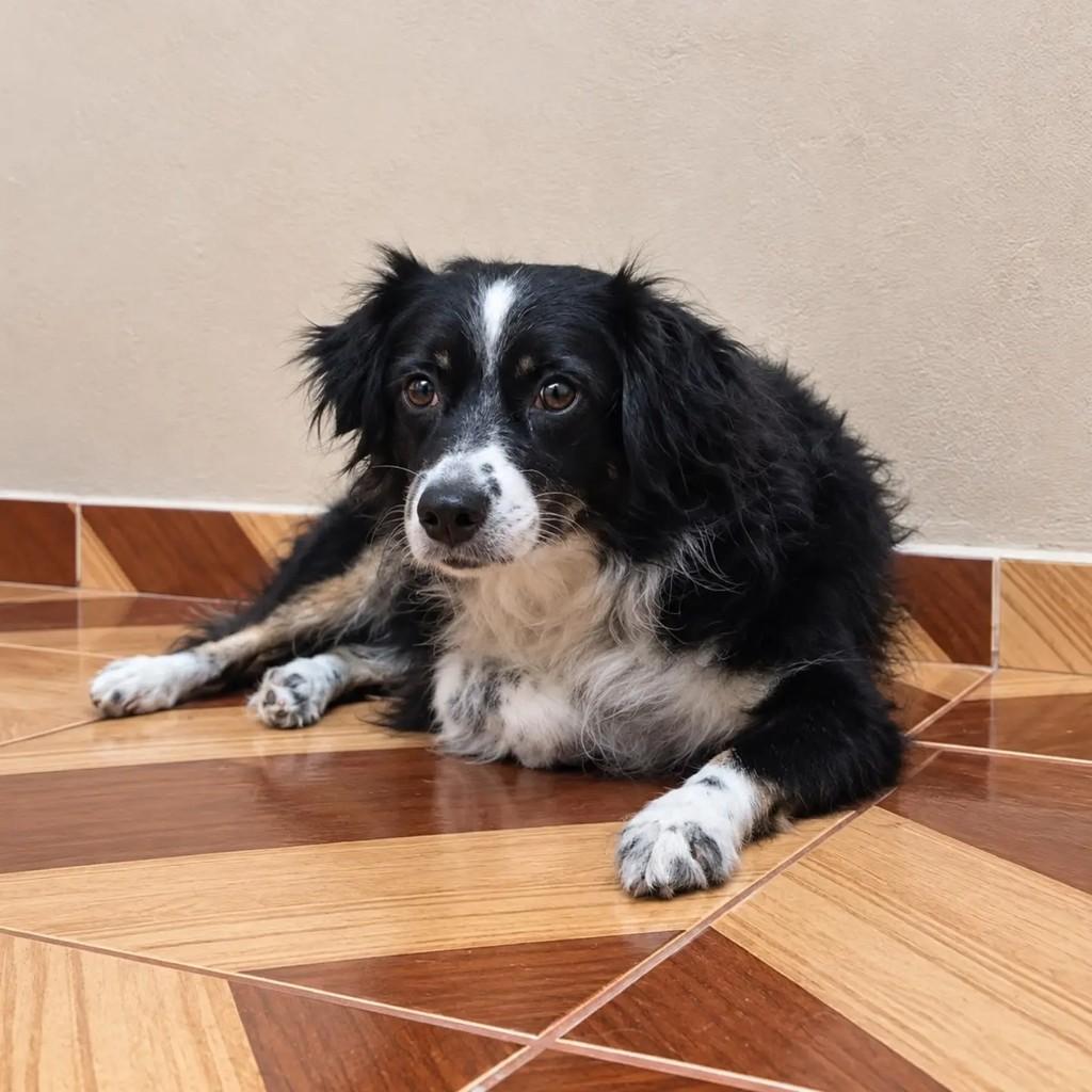 Pretinha, cachorro de porte médio para adoção em Ananindeua - PA