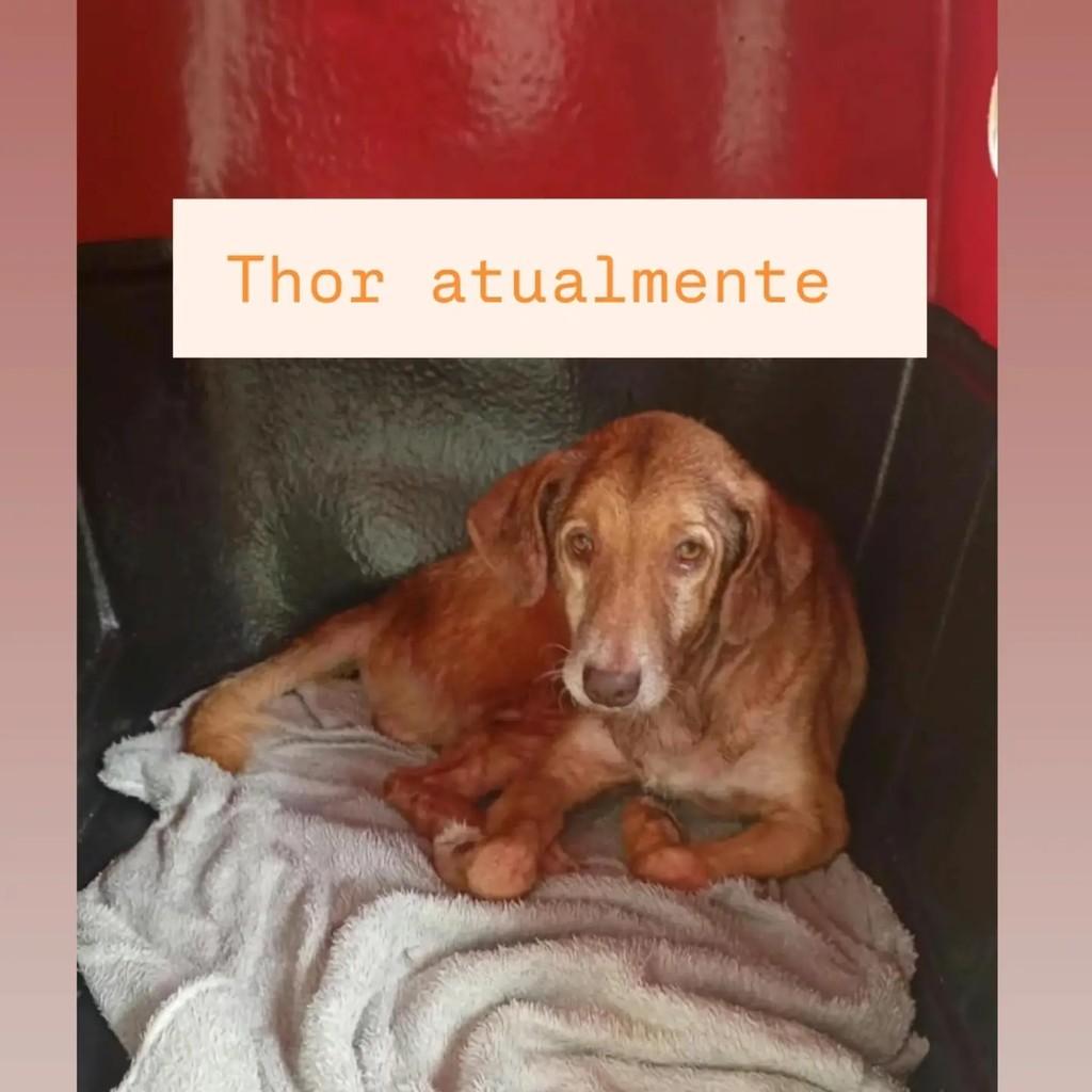 Thor, cachorro de porte pequeno para adoção em Ananindeua - PA