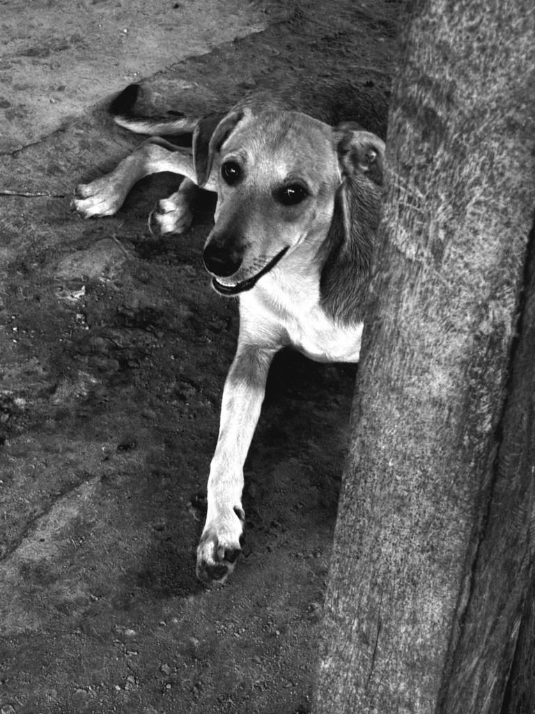 King, cachorro de porte médio para adoção em Ananindeua - PA