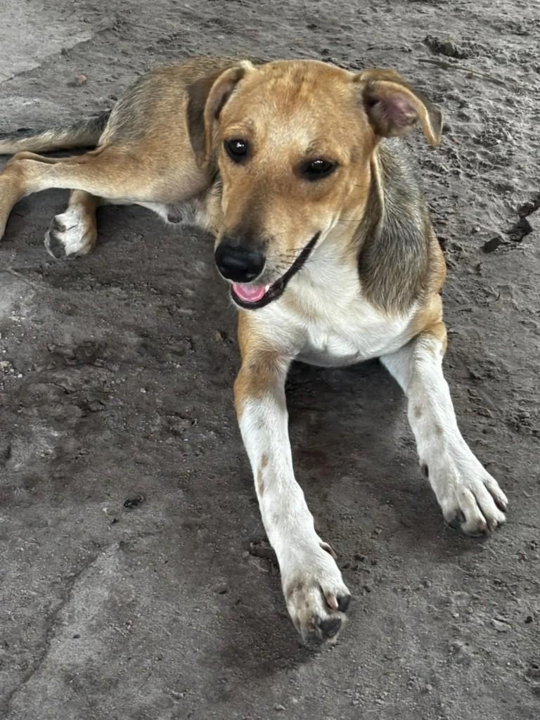 King, cachorro de porte médio para adoção em Ananindeua - PA — foto 2 de 2