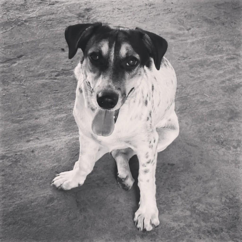 Vizinha, cachorro de porte médio para adoção em Ananindeua - PA