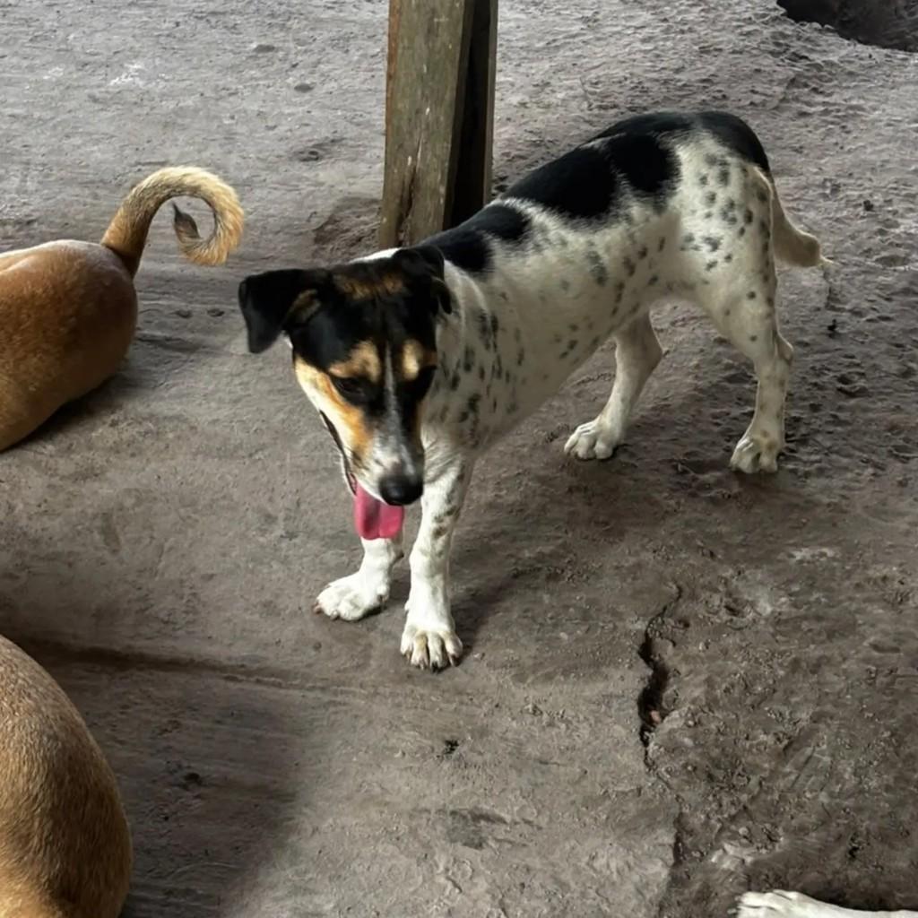 Vizinha, cachorro de porte médio para adoção em Ananindeua - PA — foto 2 de 2