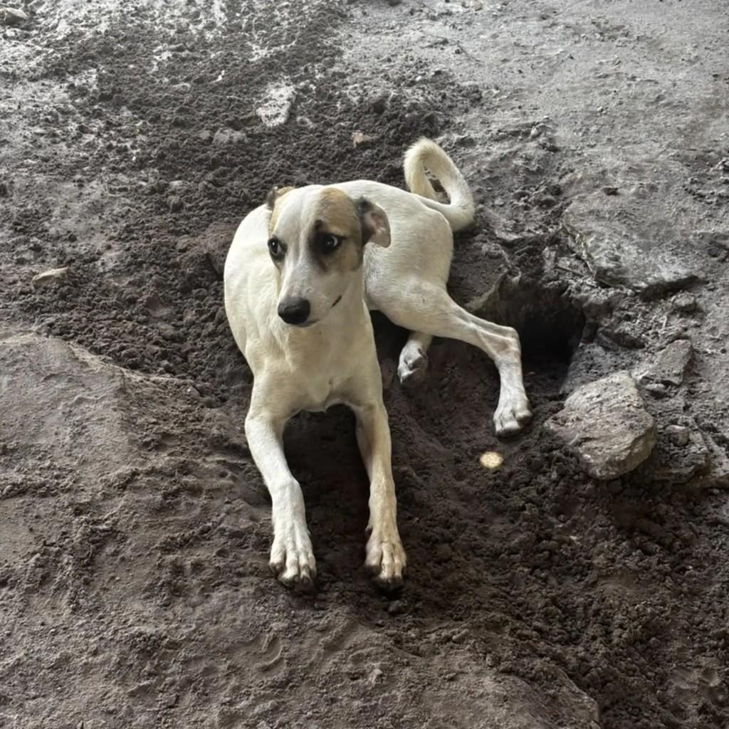 Fumaça, cadela de porte pequeno para adoção em Ananindeua - PA — foto 2 de 2