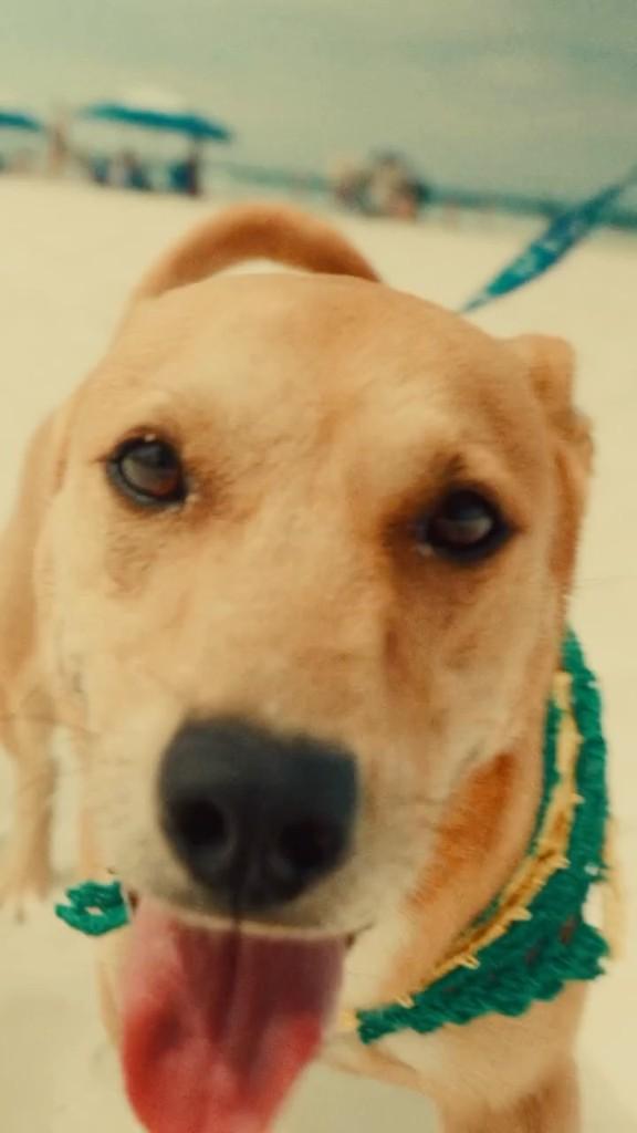 Cleitinho, cachorro de porte médio para adoção em Guarujá - SP