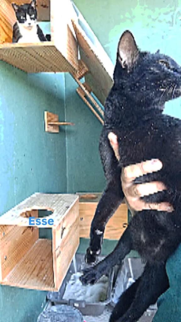 Bernardo, gato para adoção em Aracaju - SE
