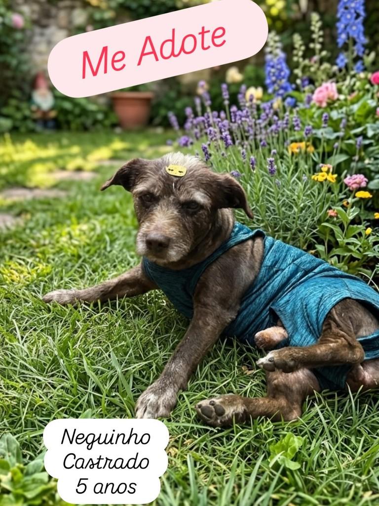 Neguinho, cachorro de porte pequeno para adoção em Batatais - SP