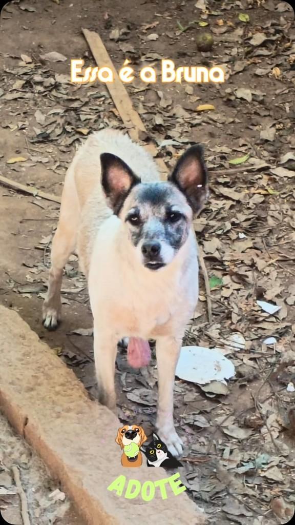 Bruna, cachorro de porte pequeno para adoção em Batatais - SP