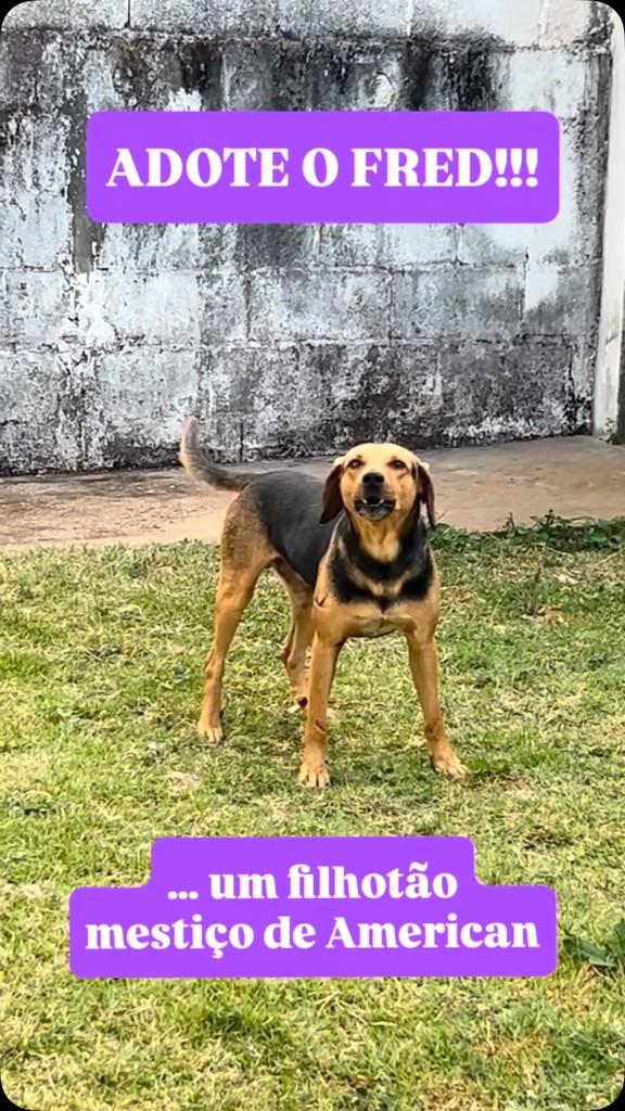 Fred, cachorro de porte médio para adoção em Batatais - SP