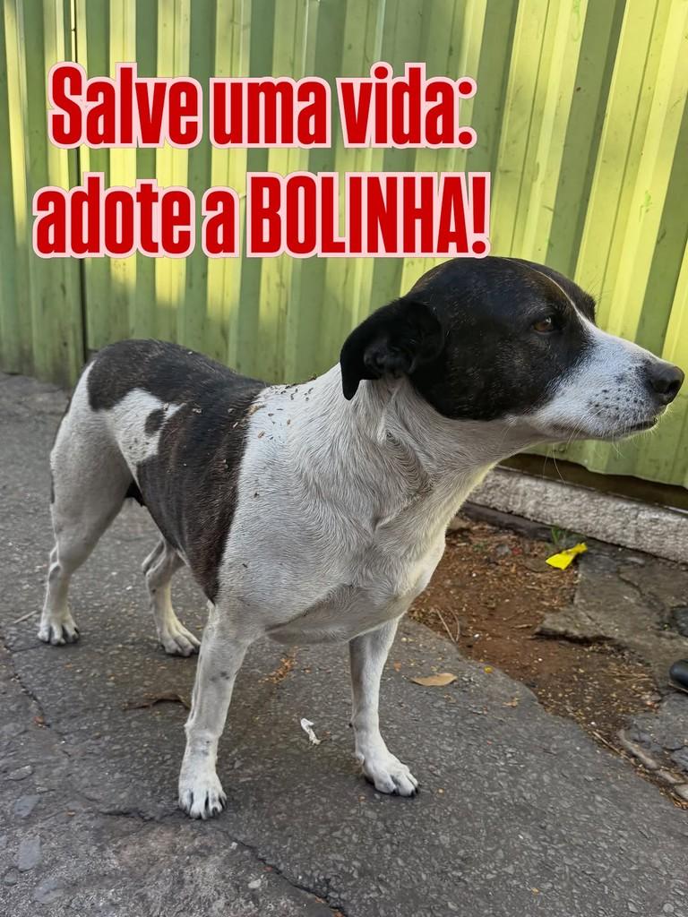 Bolinha, cachorro de porte pequeno para adoção em Belo Horizonte - MG