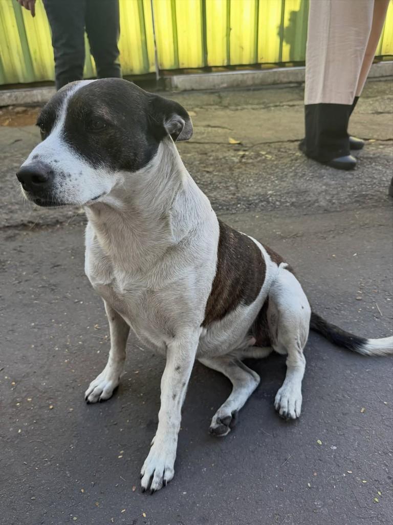 Bolinha, cachorro de porte pequeno para adoção em Belo Horizonte - MG — foto 2 de 12