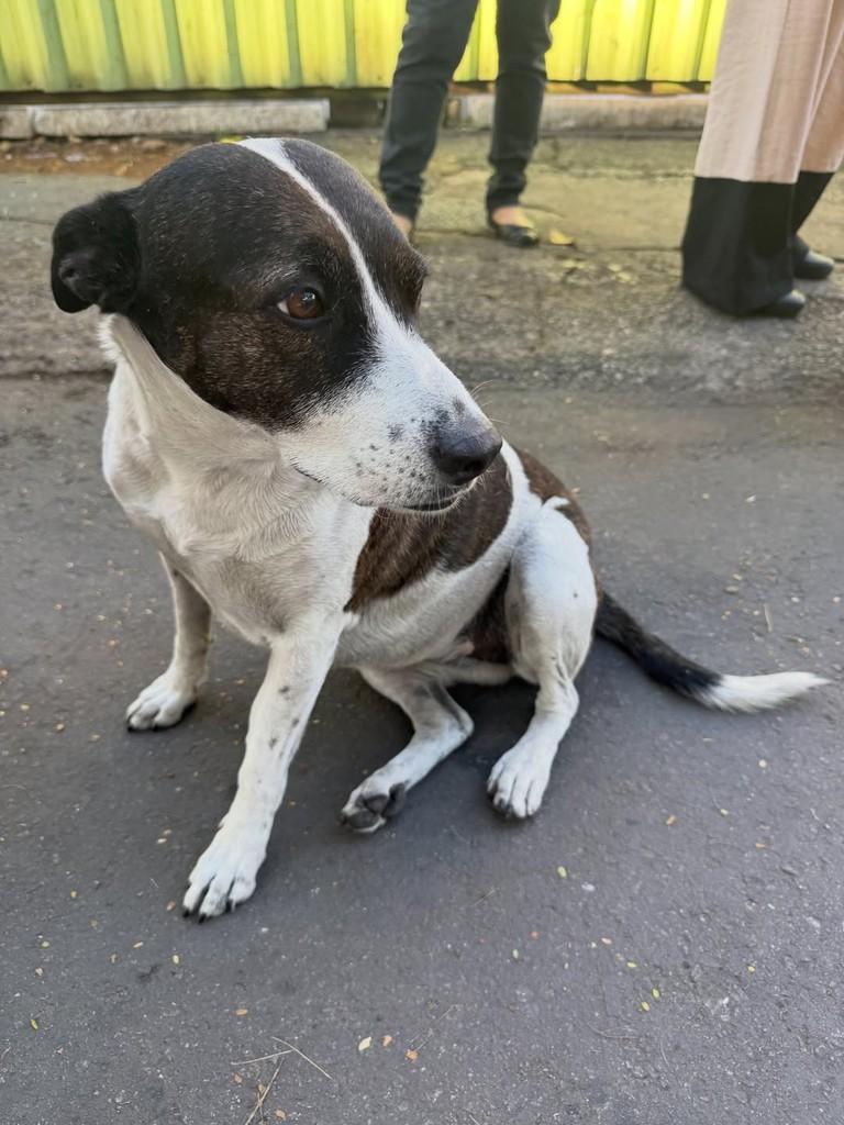 Bolinha, cachorro de porte pequeno para adoção em Belo Horizonte - MG — foto 3 de 12