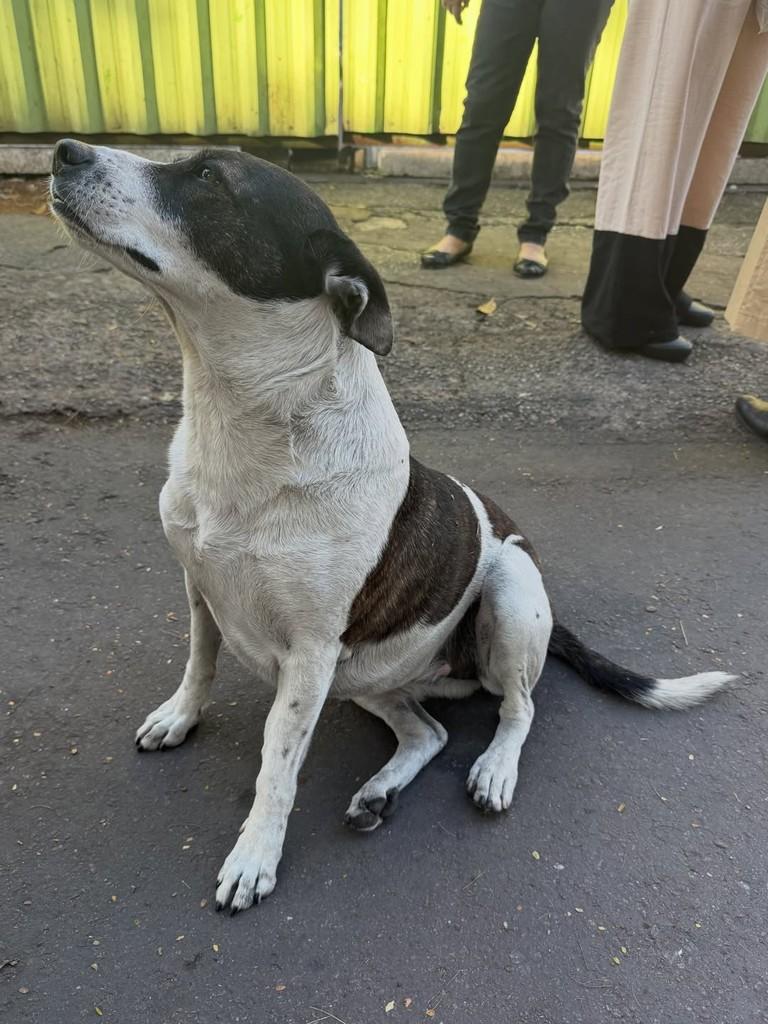 Bolinha, cachorro de porte pequeno para adoção em Belo Horizonte - MG — foto 4 de 12