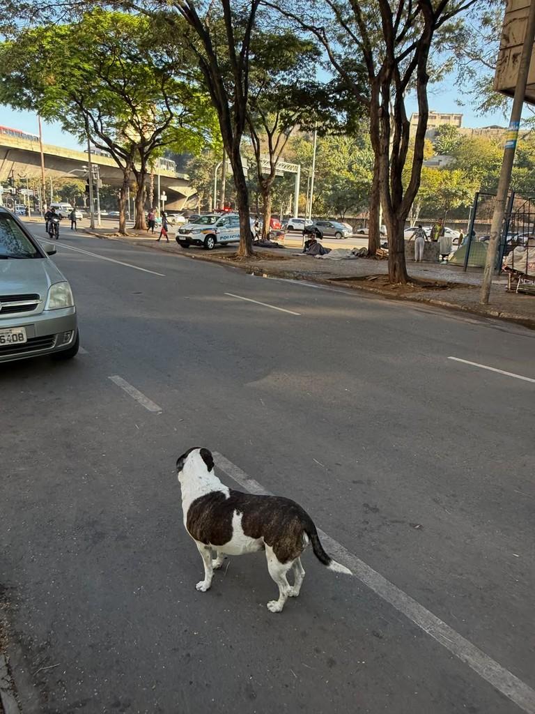 Bolinha, cachorro de porte pequeno para adoção em Belo Horizonte - MG — foto 5 de 12