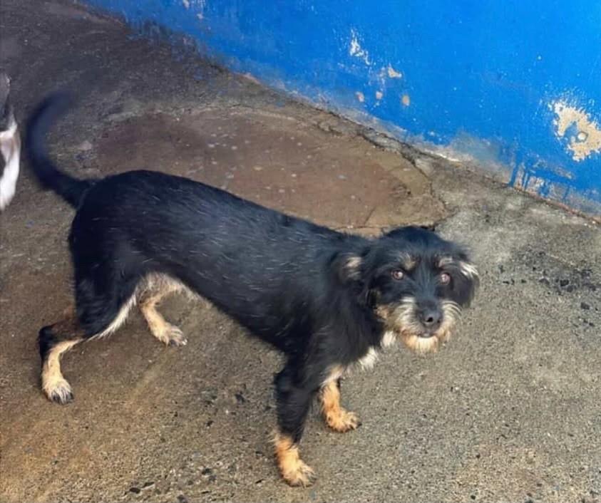 Leonardo, cachorro de porte pequeno para adoção em Patos de Minas - MG