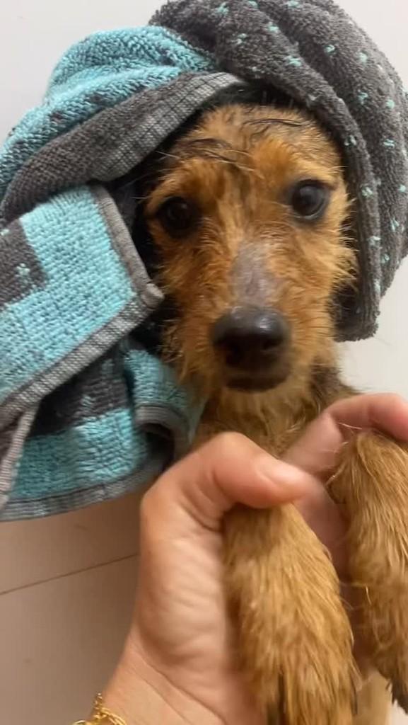 Maria, cachorro de porte pequeno para adoção em Marabá - PA