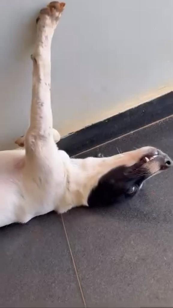 Floquinho, cachorro de porte grande para adoção em Patos de Minas - MG