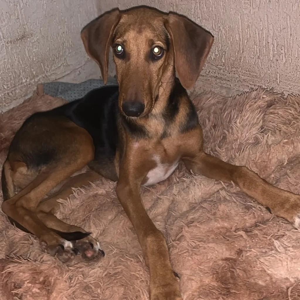 Todynho, cachorro de porte grande para adoção em Patos de Minas - MG