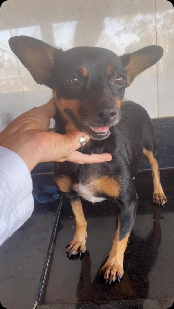 Um Amor, cadela de porte pequeno para adoção em Patos de Minas - MG