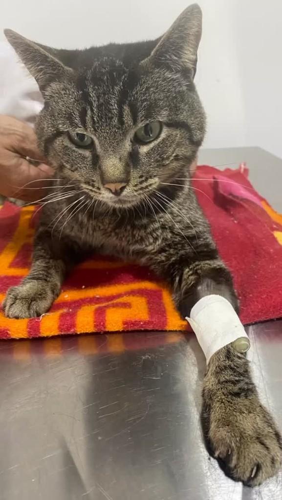Dinho, gato de porte médio para adoção em Patos de Minas - MG