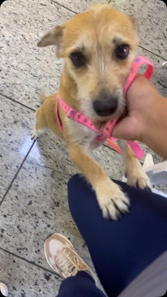 Juju, cachorro de porte pequeno para adoção em Patos de Minas - MG
