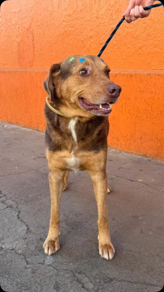 Sombra, cachorro de porte grande para adoção em Patos de Minas - MG
