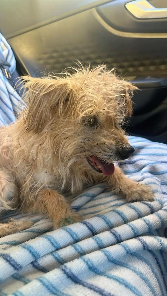 Gigi, cadela de porte pequeno para adoção em Patos de Minas - MG