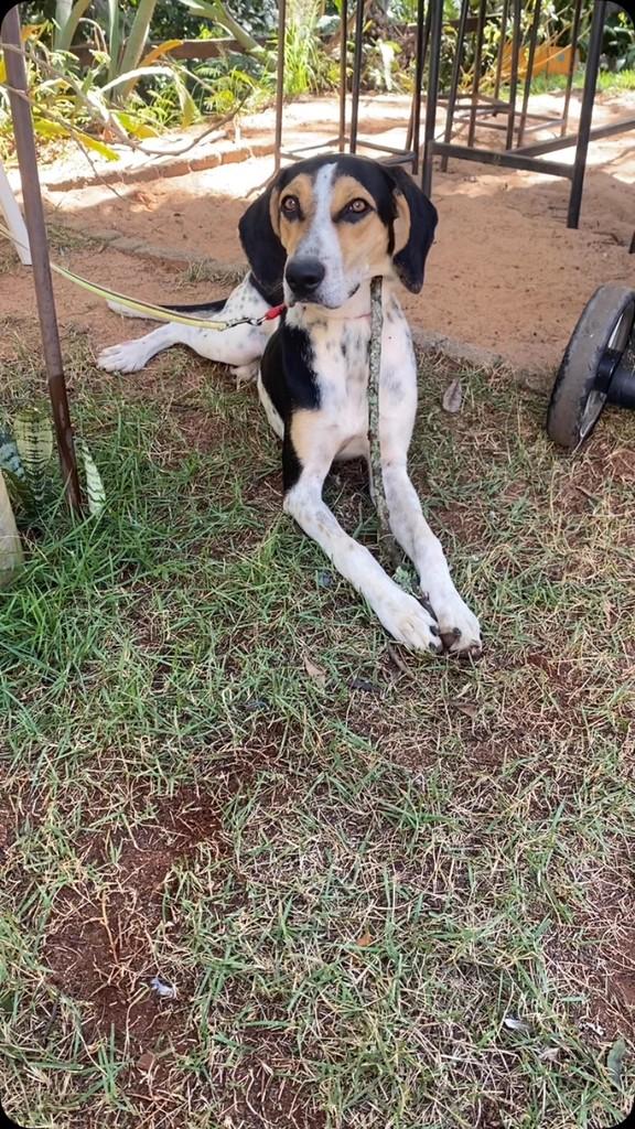 Nina, cachorro de porte médio para adoção em Patos de Minas - MG