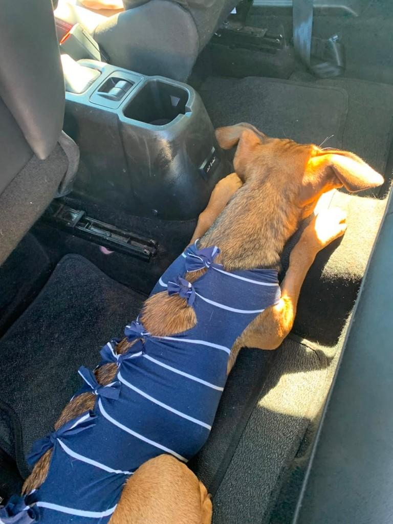 Ritinha, cachorro de porte pequeno para adoção em Patos de Minas - MG
