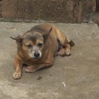Godofredo, cachorro de porte pequeno para adoção em Patos de Minas - MG