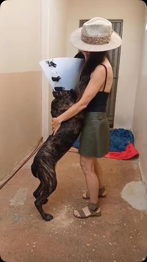 Tigresa, cachorro de porte grande para adoção em Patos de Minas - MG